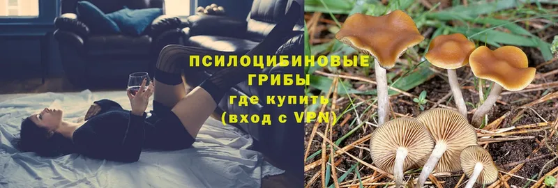 Псилоцибиновые грибы Cubensis  Богородицк 